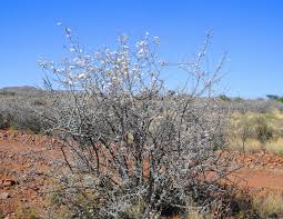 Image result for Catophractes alexandri