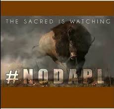 Bison At Standing Rock Standing Rock Buffaloes Showed Up Indigenous Peoples Of The Americas