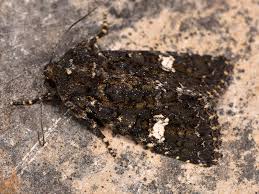 Image result for Polymixis polymita