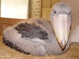 Pin Auf Crit Bird