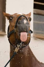 (a river) the doors are open in the morning but shut at night. 900 Country From Her Boots To Her Down Home Roots Ideas Home Roots Horse Love Horses