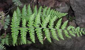 Image result for Cheilanthes