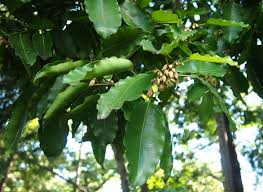 Image result for Mimusops elengi