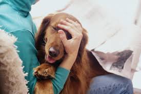 They're fun for children and they liven up a home but they're also a responsibility. The 15 Most Affectionate Dog Breeds Southern Living