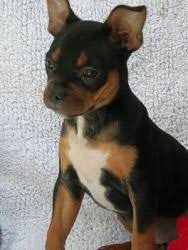 French bullhuahua (chihuahua + french bulldog = french bullhuahua) the french bullhuahua is resulting between two popular purebreds like chihuahua and the french bulldog. Sarah French Bulldog Chihuahua Mix An Adoptable Dog In San Jose Ca Mixed Breed Dogs Mexican Dog Breeds Chihuahua Mix