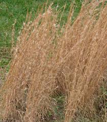 Image result for Andropogon appendiculatus
