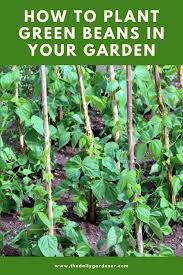 Check spelling or type a new query. How To Plant Green Beans In Your Garden Tricks To Care