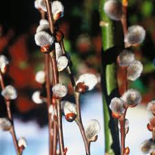 Maybe you would like to learn more about one of these? Kilmarnock The Dwarf Weeping Willow
