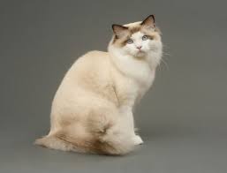 ragdoll kedisi ragdoll cat breed cat breeds american bobtail cat