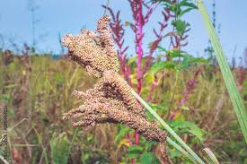 Image result for Eleusine coracana