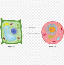 Download this free vector about animal cell diagram in colors, and discover more than 14 million professional graphic resources on freepik. Animal Plant Cell Mitochondria Chloroplast Respiration Animal Cell Diagram Centrioles Png Image With Transparent Background Toppng