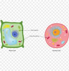 Cell wall and chloroplast in plant cell. Animal Plant Cell Mitochondria Chloroplast Respiration Animal Cell Diagram Centrioles Png Image With Transparent Background Toppng
