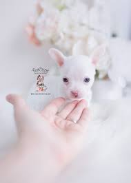 White Chihuahua Puppies For Sale Teacup Puppies Boutique