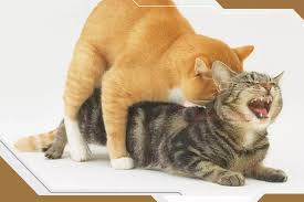 جفت گیری گربه نر - سایمون کت، خرید و فروش گربه، پانسیون و پت شاپ