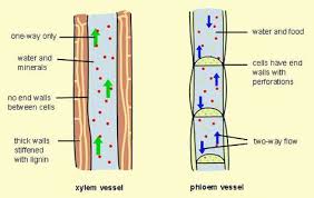Differences Between Xylem And Phloem Vessels Biology Plants Plant Science Biology