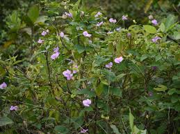 Image result for Vigna vexillata