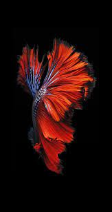 We did not find results for: 49 Iphone 6s Plus Wallpapers On Wallpapersafari