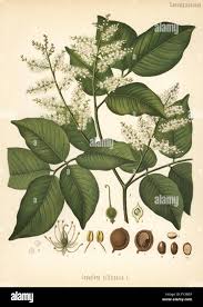 Image result for Copaifera