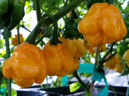 Sourced from a traditional variety from jamaica, this is the moa (mother of all) scotch bonnet. Moa Scotch Bonnet Chile Seeds Super Hot Chiles
