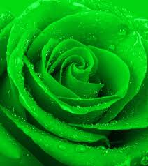 To say that i love these sweet pastel colors, would be a. Top 10 Most Beautiful Green Roses