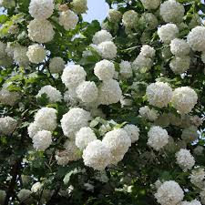 Denn er ist gut schnittverträglich und verzeiht so auch jeden schnitt. Gefullter Schneeball Viburnum Opulus Roseum Dieser Schneeball Auch Als Echter Schneeball Bezeichnet Hat Im Fruhsommer Grosse Kugelige Bluten Native Plants