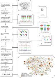 Beyond 0,34 mpa (50 psi), skf offers a line of special order ptfe seals that can accommodate more than 3,5 mpa (500 psi). Extensive Rewiring Of The Egfr Network In Colorectal Cancer Cells Expressing Transforming Levels Of Krasg13d Nature Communications