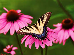 Please contact us if you want to publish a butterfly desktop. 46 Free Desktop Wallpaper Butterflies Flowers On Wallpapersafari
