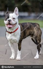 Jul 01, 2021 · breeds: American Staffordshire Terrier French Bulldog Mix Off 78 Www Usushimd Com