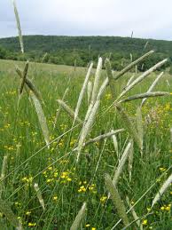 Image result for Alloeochaete geniculata