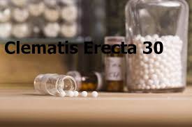 Hier finden sie alle selbstbehandlungsbeispiele für clematis erecta. à¤• à¤² à¤® à¤Ÿ à¤¸ à¤‡à¤° à¤• à¤Ÿ Clematis Erecta In Hindi Homeopathic Medicine And Treatment In Hindi