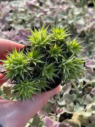 Image result for Geigeria brevifolia