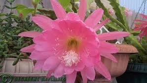 If you're tempted to water more often, just make sure the soil has dried out completely before you water it again, and always pour the water directly onto the sand or soil, rather than onto. Epiphyllums Knowing How To Get Epiphyllums To Bloom