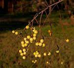 Image result for Deinbollia sp. A