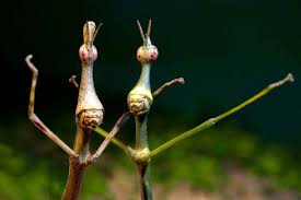 Image result for Pseudoprosopis