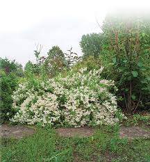 Image result for Cayratia gracilis