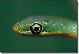 Szerezze be 26.000 másodperces (60 kép/s) common garter snake (thamnophis sirtalis) című stockvideónkat. Snake Faq Texas Parks Wildlife Department