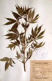 Image result for Cannabis sativa