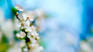 Find the best 1920x1080 hd gaming wallpapers on getwallpapers. 4 333 Desktop Backgrounds 1920x1080 Or Higher Spring Flowers Background Spring Wallpaper Hd White Flower Wallpaper