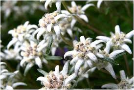 The National Flower Of Switzerland Is Edelweiss Its Scientific Name Is Leontopodium Alpinum Lion S Paw Ed Edelweiss Flower Flower Meanings Flower Structure
