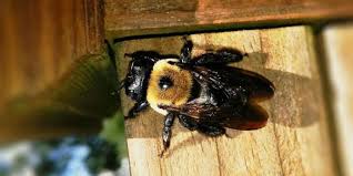 Western honey bees are small oval insects which can be easily recognized by their coloring, golden brown with black abdominal carpenter bees are about the same size as bumble bees but they fly much faster. What Are Carpenter Bees