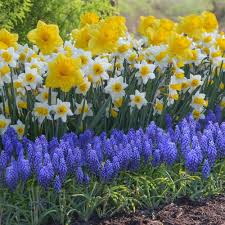 Daffodil Pictures National Garden Bureau Bulb Flowers Spring Bulbs Garden Purple Flowers Garden