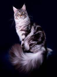pin na doske cats