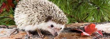 So, this will help you in a better understanding of how long do hedgehogs live? Advice And Information On African Pygmy Hedgehog Rspca