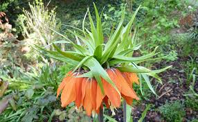 Pourquoi lutter contre les taupes ? Comment Combattre Les Taupes Naturellement Planter 2 Plantes Anti Taupes
