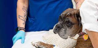 Jan 29, 2020 · for an accurate diagnosis of your pet's condition, please make an appointment with your vet. Emergency Vet Memphis Tn After Hours Veterinary Care Animal Emergency Center Memphis