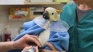 Estimates show 90% of problems in these exotic. A Day In The Life Of An Exotic Bird Veterinarian Youtube