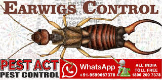 They made a 30 min visit and explained they couldn't access the. Earwigs Will Enter Your Brain Through Your Ear Or Nose And Kill You While You Sleep By Bakhtiyar Khan Medium