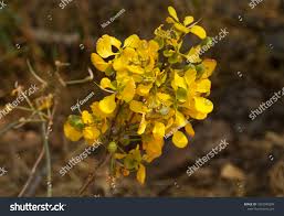 Image result for Senna singueana