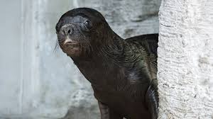 Arjen robben | from baby to 34 year old. Robben Baby Im Tiergarten Schonbrunn Oe3 Orf At