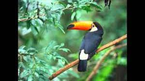 Read lyrics to wing and a prayer download lyrics in pdf file song by camel. Camel Wing And A Prayer Lyrics